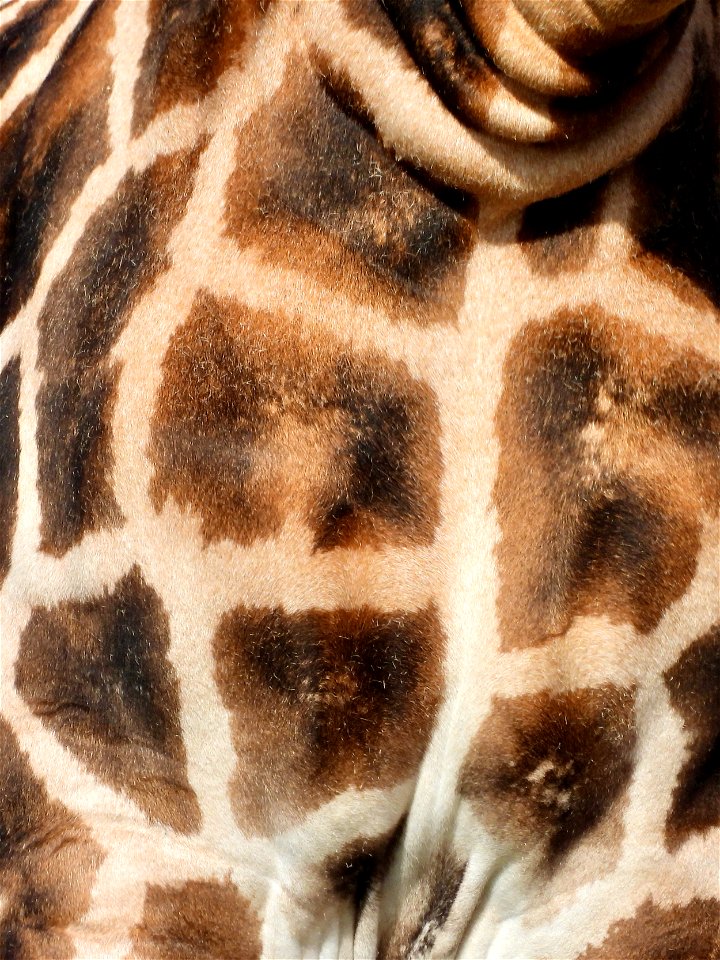 Giraffe-patroon