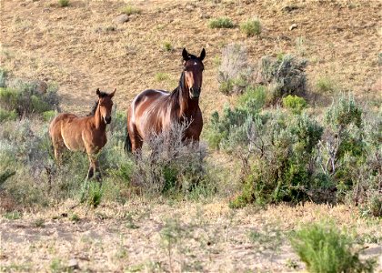 web-bay-mare-small-star-and-foal-july2019