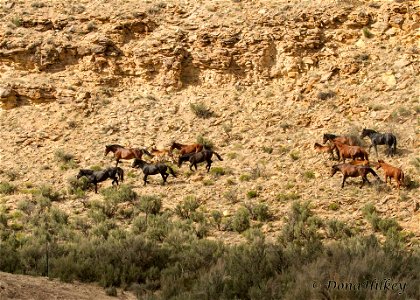 Piceance Wild Horses
