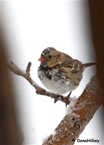 Harris-sparrow-23marrch-2019-home
