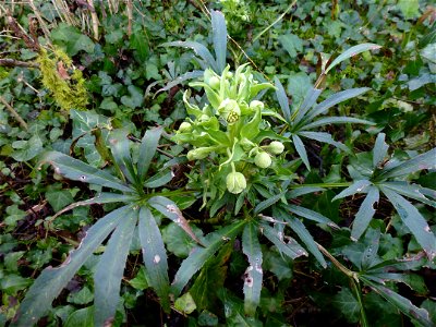 Helleborus foetidus L., 1753