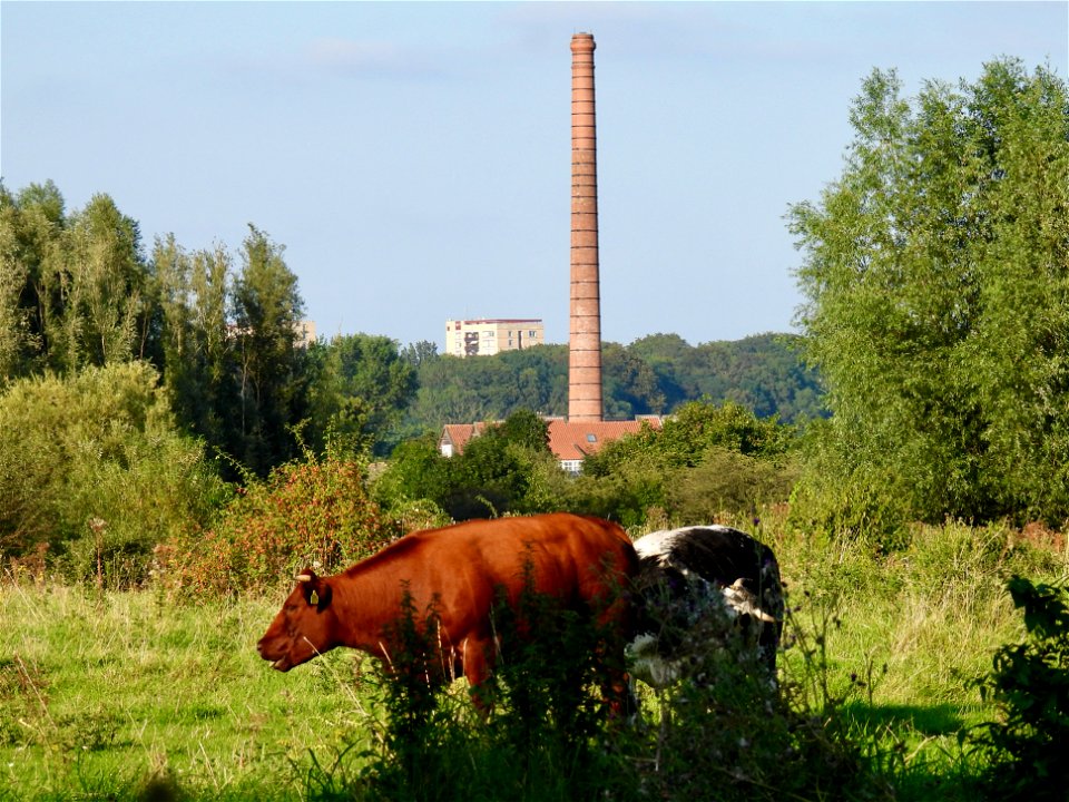 Steenfabriek en koeien