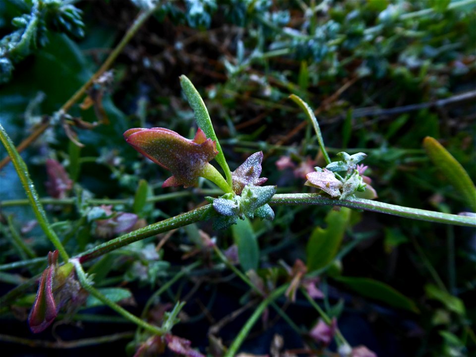 Atriplex longipes Drejer, 1838