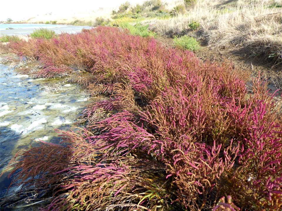 Salicornia emericii Duval-Jouve, 1868