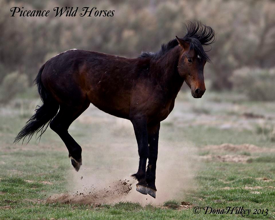 Piceance Wild Horses