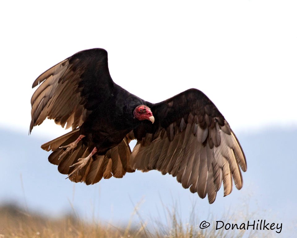 Turkey Vulture photo