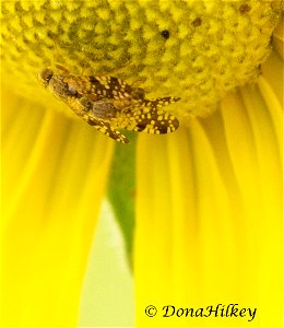 Sunflower Seed Maggots on Five-nerved Sunflower