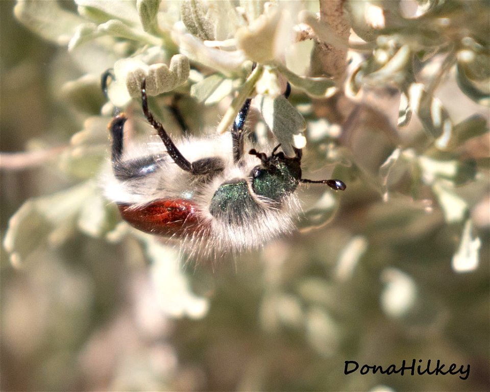 Paracotalpa granicollis 'Little Bear' 25april2019 PED