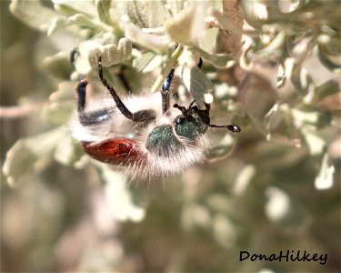 Paracotalpa granicollis 'Little Bear' 25april2019 PED