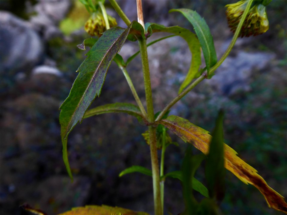 Bidens cernua L., 1753