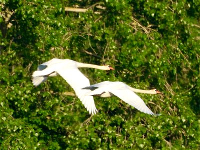 Knobbelzwanen in vlucht