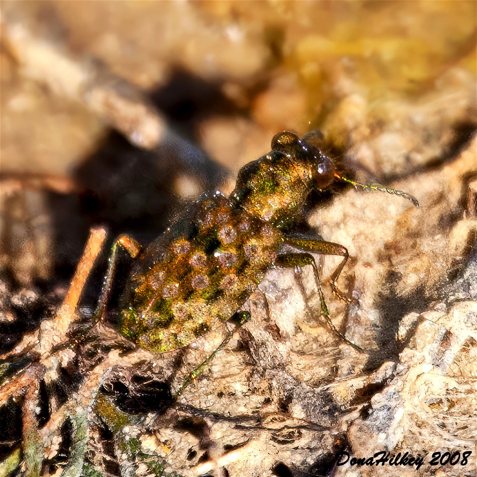 Marsh Ground Beetles