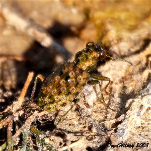 Marsh Ground Beetles
