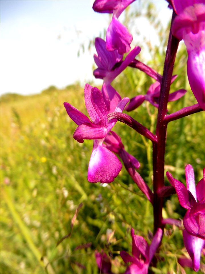Anacamptis laxiflora (Lam.) R.M.Bateman, Pridgeon & M.W.Chase, 1997