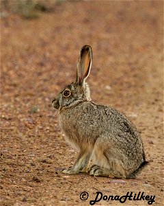 Black-tailed Jackrabbit