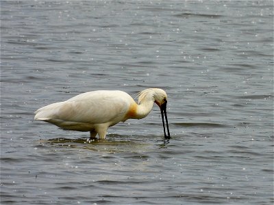 Lepelaar