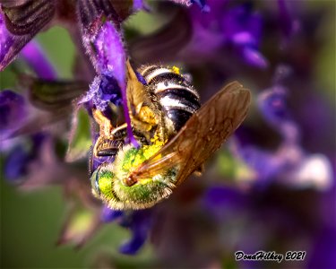 Striped Sweat Bee