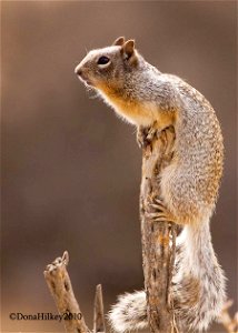 Rock Squirrel photo