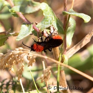 Velvet Ant male photo