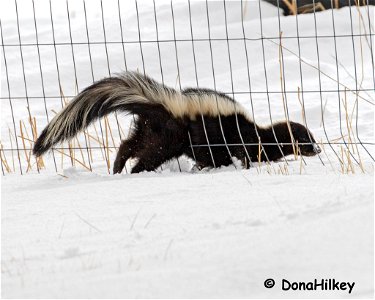 skunk-17jan2020-home-3-