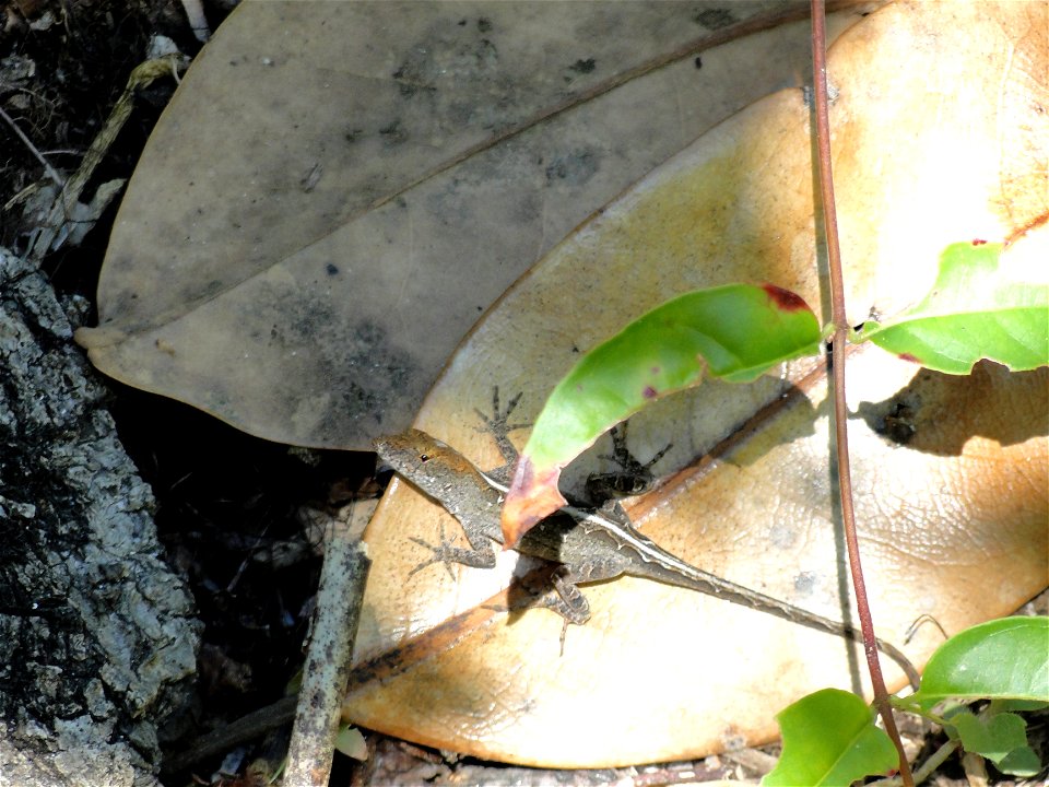 Giant anole (Enchanted forest)
