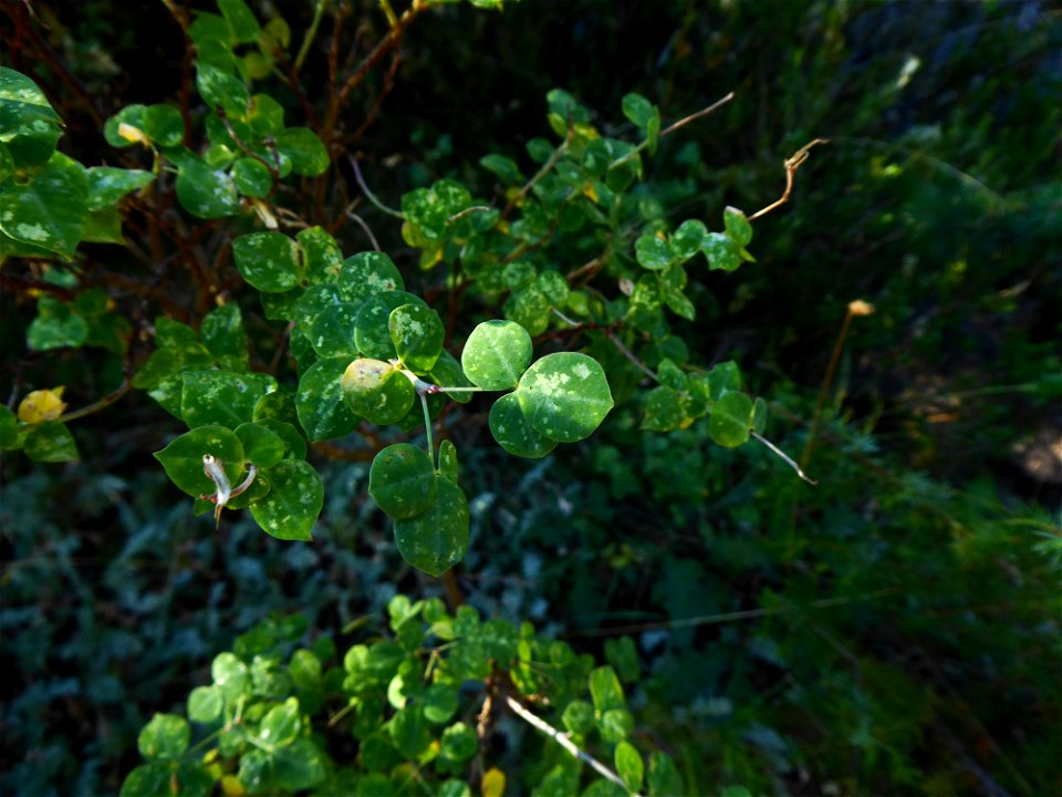 Cytisophyllum sessilifolium (L.) O.Lang, 1843
