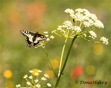 Anise Swallowtail photo