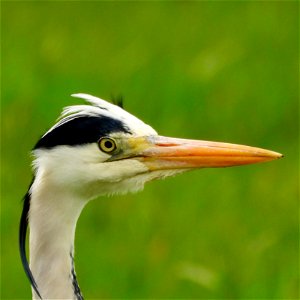Blauwe reiger