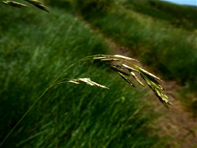 Festuca eskia Ramond ex DC., 1805