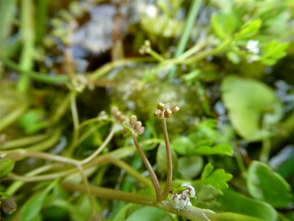 Helosciadium inundatum (L.) W.D.J.Koch, 1824