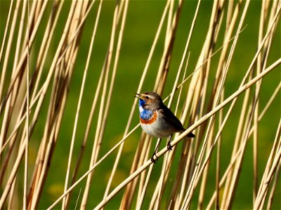 Blauwborst