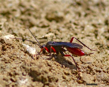 Ichneumon Wasp