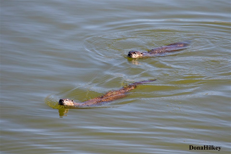 North American River Otter