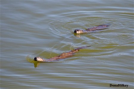 North American River Otter