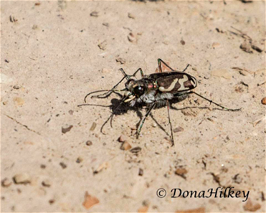 Oblique-lined Tiger Beetle