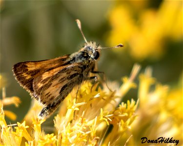 Sandhill Skipper photo