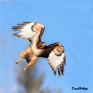 Red-tailed Hawk photo