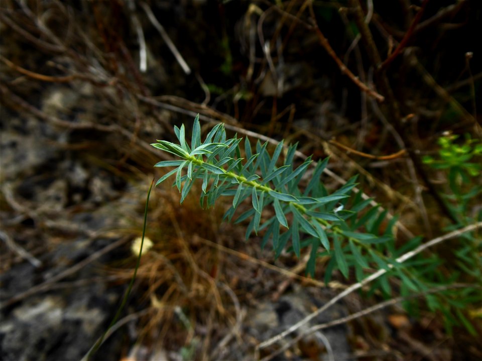 Euphorbia seguieriana Neck., 1770