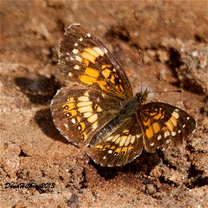 Silvery Checkerspot
