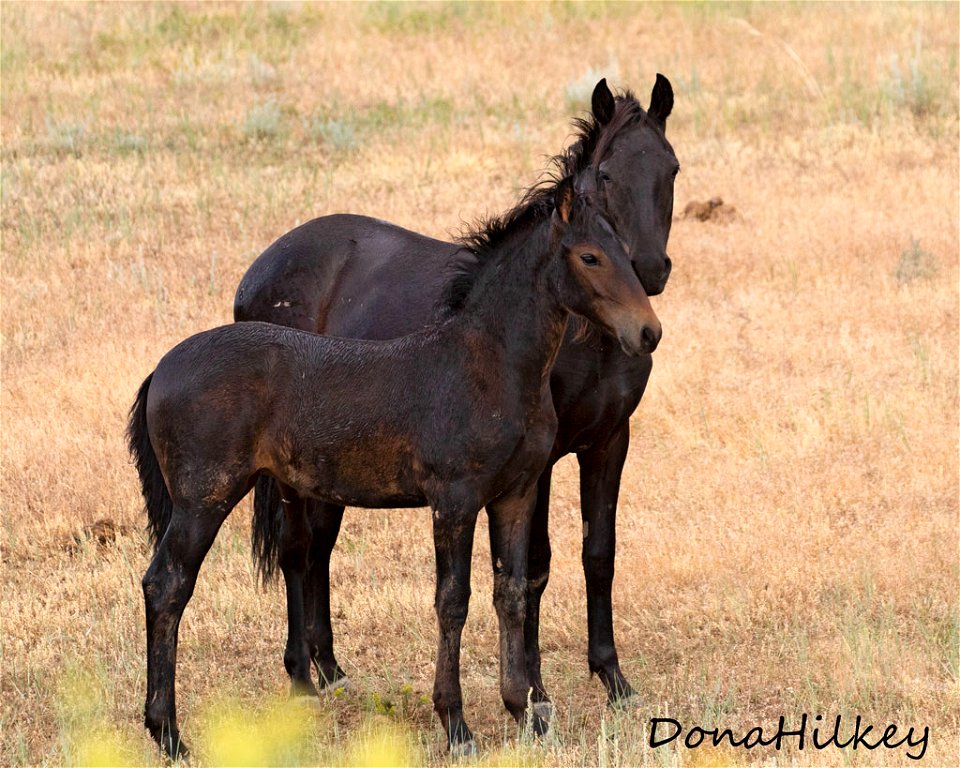 web-Siblings-july2019