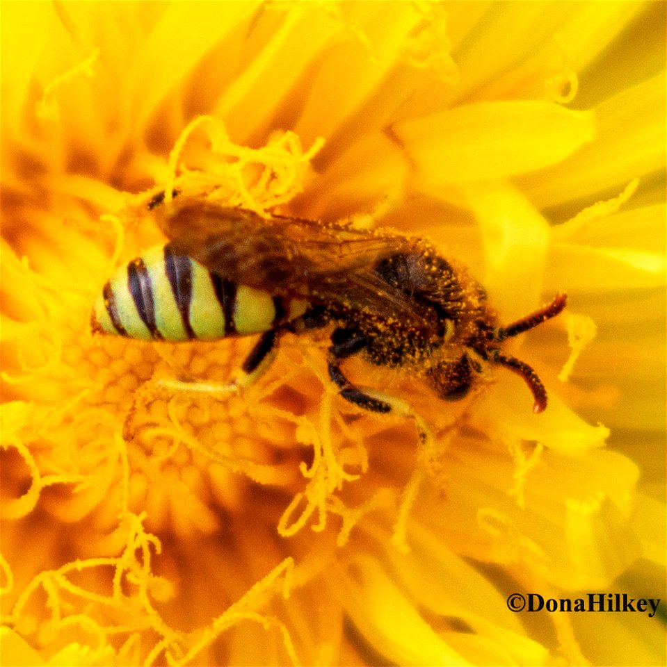Nomad Bee  Genus Nomada  parasitic mostly to Adrena 2may2020 home