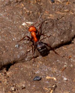 Wood, Mound, and Field Ants