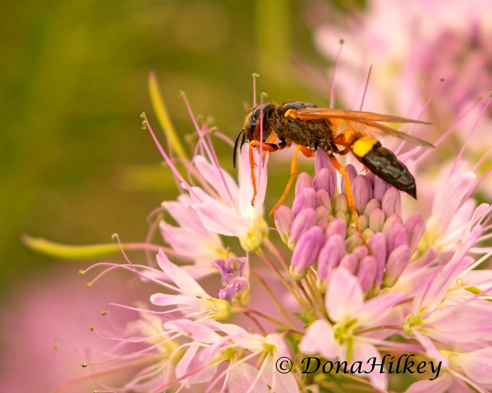 Bumble Bee Wolf