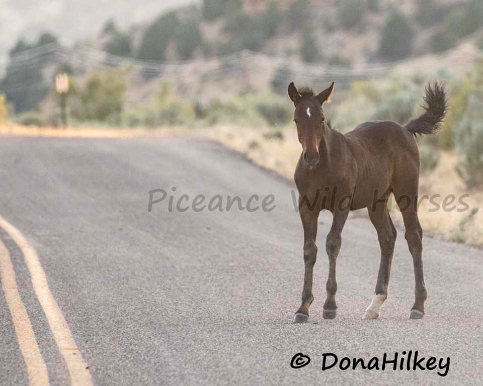 Piceance Wild Horses