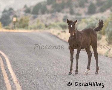 Piceance Wild Horses
