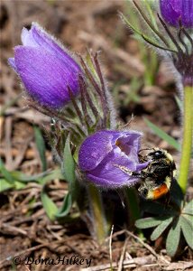 Colorado Black-notched Bumble Bee photo