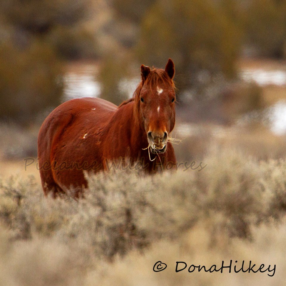 Piceance Wild Horses