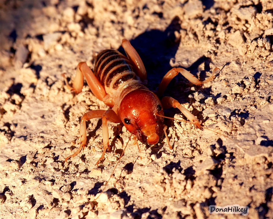 Jerusalem Cricket