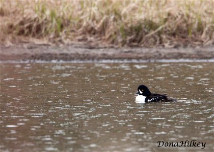 Barrow's Goldeneye, male Marvine Creek April 8, 2017