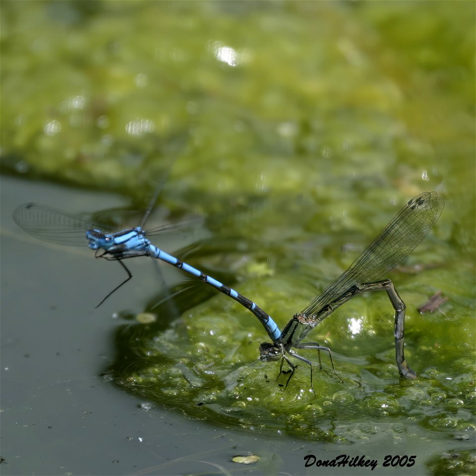 Northern or Boreal Bluet pair